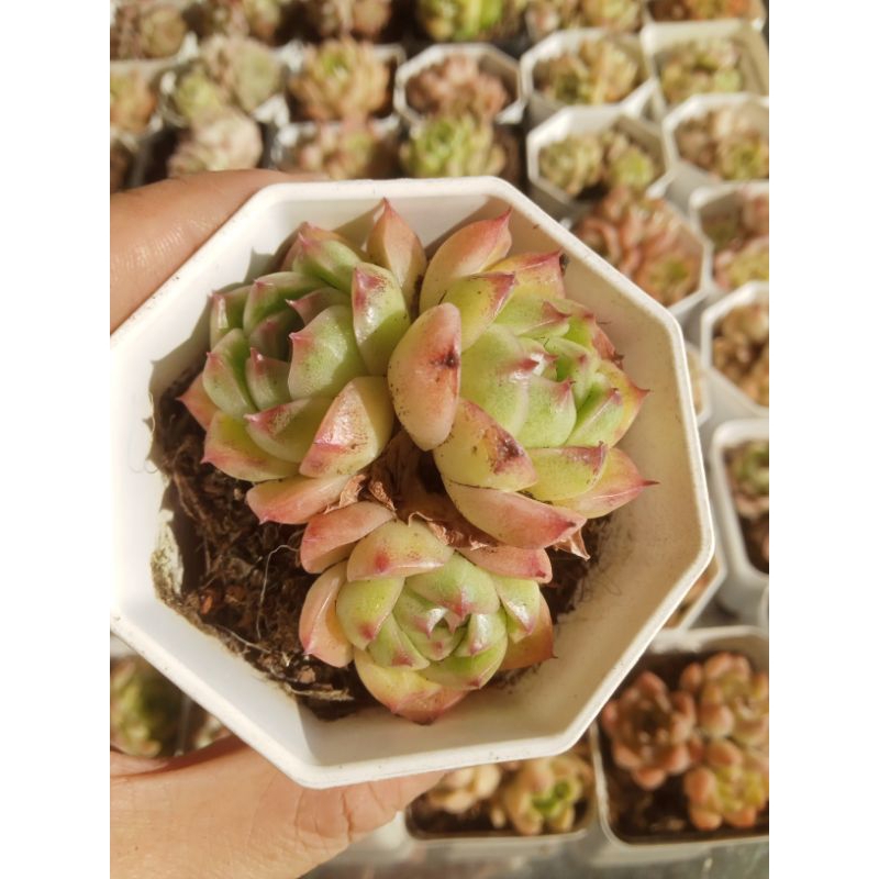 Sen đá đế vương bụi