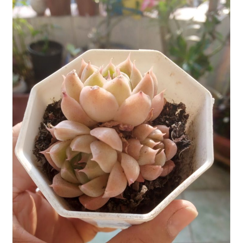 Sen đá đế vương bụi