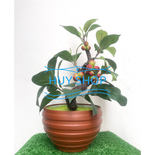 Hoa trái giả - Chậu cây trái SUNG nhân tạo trang trí nhà cửa