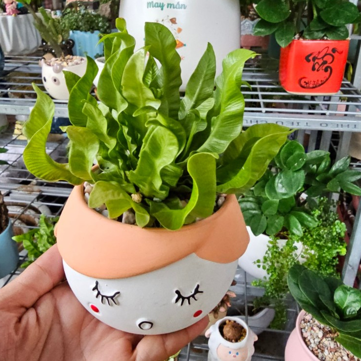 Cây ráng ổ phụng MIX CHẬU để bàn