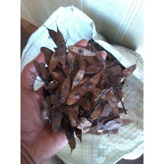 Quả trắc đỏ giống, trồng rừng - 100 gram [ hạt giống )
