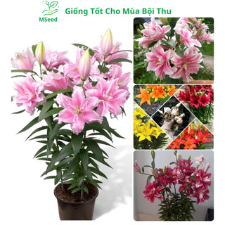 Củ ly kép thơm củ to đẹp có mầm , củ ly cao thơm ly lùn nhập khẩu hà lan đủ màu siêu hoa - mseed