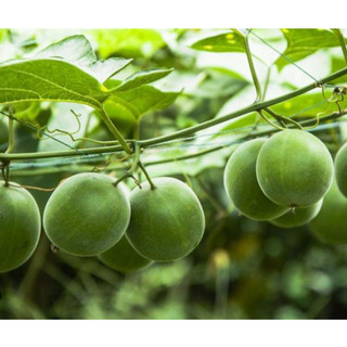 Hạt giống cây la hán quả - 3 hạt