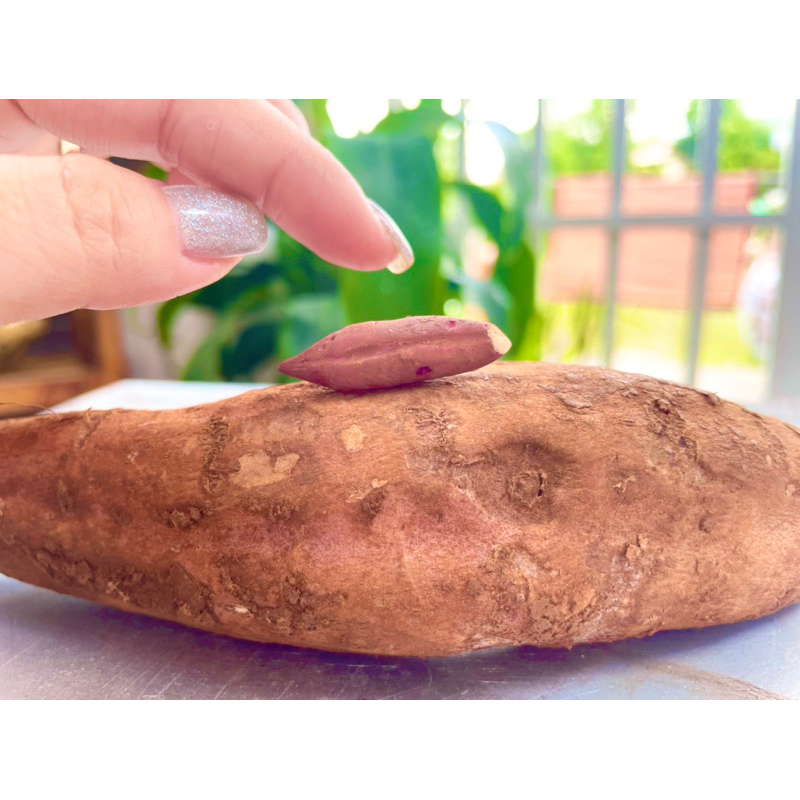 Mô hình khoai lang mật thu nhỏ bằng đất sét