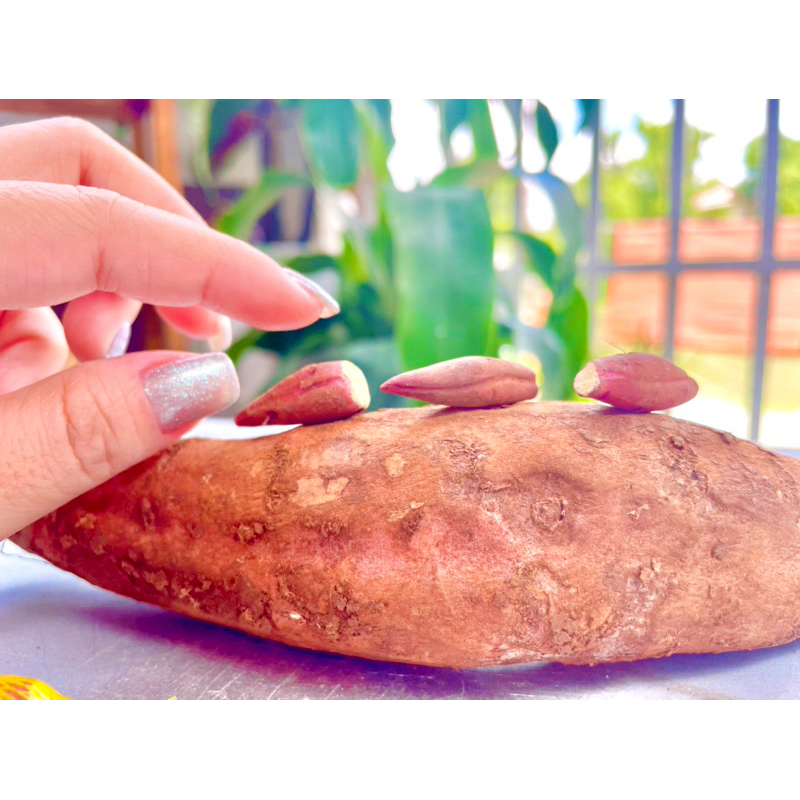 Mô hình khoai lang mật thu nhỏ bằng đất sét