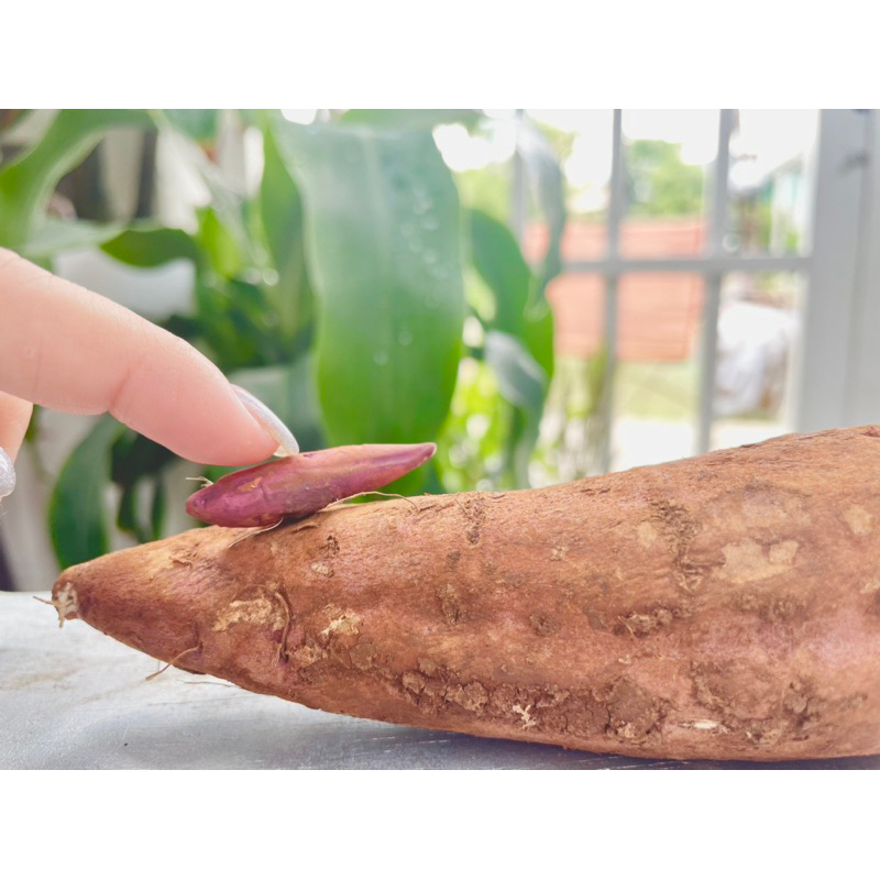 Mô hình khoai lang mật thu nhỏ bằng đất sét