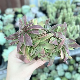 Sen đá tứ phương size 6cm - bao hư hỏng
