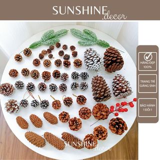 Quả Thông Khô Trang Trí Giáng Sinh Noel Chụp Ảnh Decor