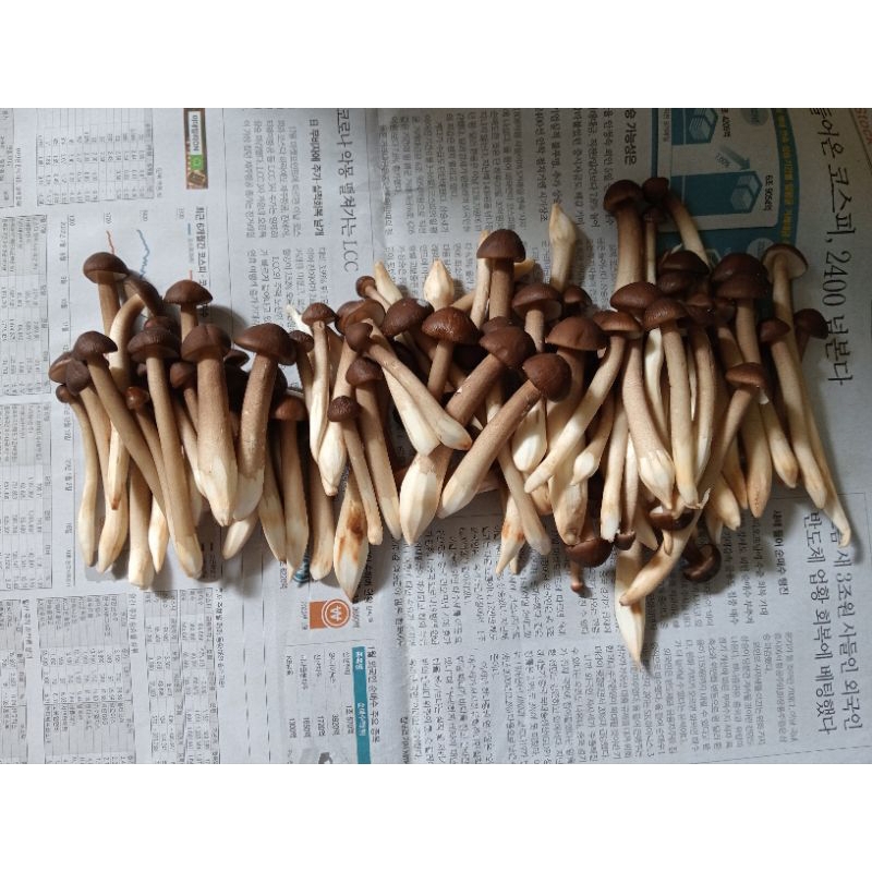 500g Nấm Mối Đen Tươi