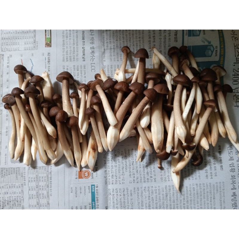 500g Nấm Mối Đen Tươi