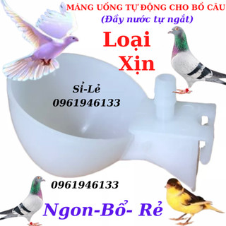 Máng uống nước tự động cho chim bồ câu vô cùng hiệu quả