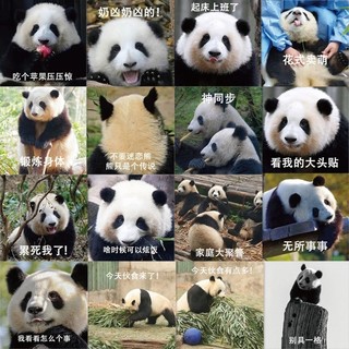 Set 60 hình dán sticker chống nước hình gấu trúc panda