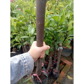 cây giống Mít Sầu Riêng chuẩn giống