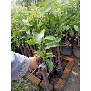 cây giống Mít Sầu Riêng chuẩn giống
