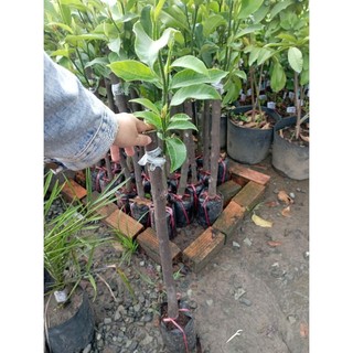 cây giống Mít Sầu Riêng chuẩn giống