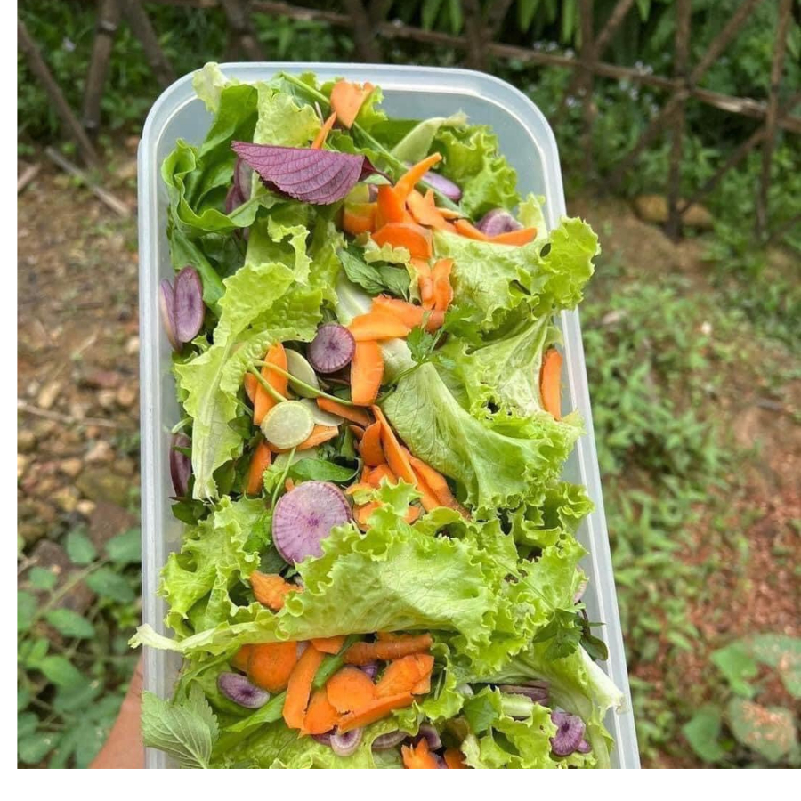 Hộp upperware Ventsmart 6.1L Trữ Mát Chính Hãng Thần Thánh  Chất Liệu Cao Cấp  Nhà Sạch 365