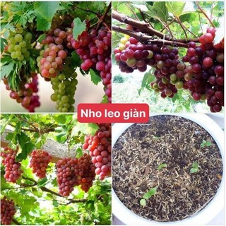 Hạt Giống Nho Leo Giàn F1 siêu trái