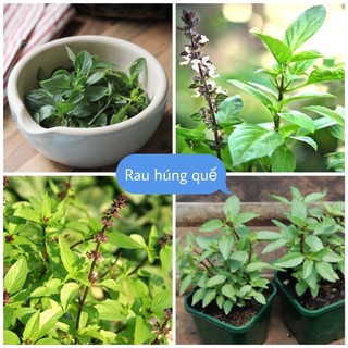 Hạt Giống Rau Húng Quế (húng chó)