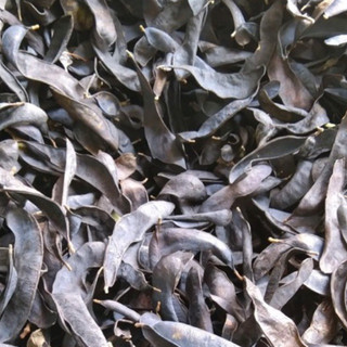 Bồ kết khô 500g (bồ kết quả xô,lép như hình)