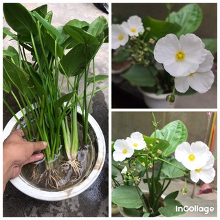Cây lan nước trồng thủy sinh thủy canh