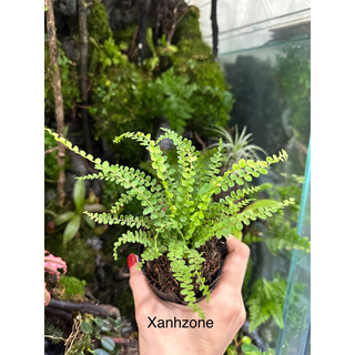 Dương xỉ chuỗi ngọc, dương xỉ mini, dương xỉ trồng terrarrium