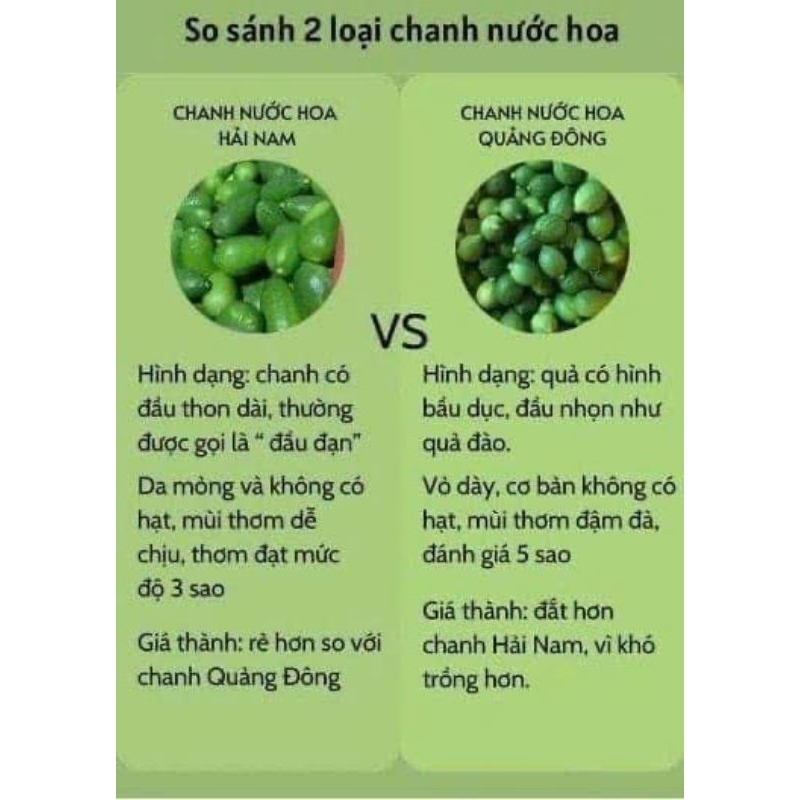 Chanh nước hoa quảng đông Trung Quốc