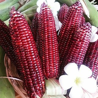 Hạt giống ngô tím ( bắp nữ hoàng )