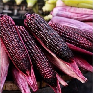 Hạt giống ngô tím ( bắp nữ hoàng )