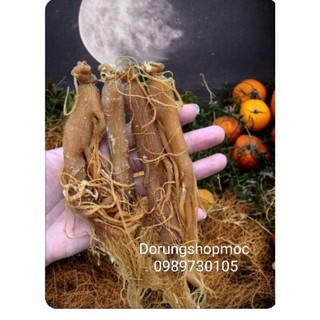 HỒNG SÂM KHÔ 100G sâm đủ size thơm ngon