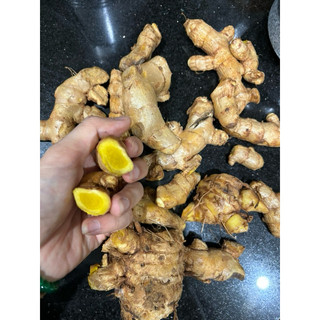 CỦ MAI GANG