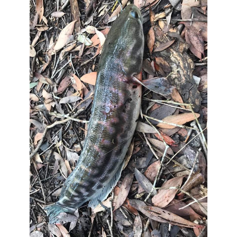 Lưỡi câu cá lóc bông, cá rừng 2,5ly, dài 6 phân, thép lò xo