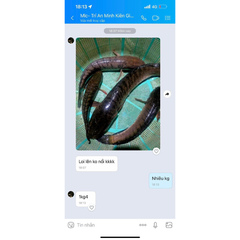 Lưỡi câu cá quả, hột mít, nhái thật, 2,5 ly, dài 6 phân