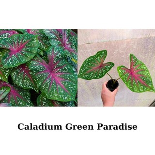 Cây giống môn màu, Caladium green paradise