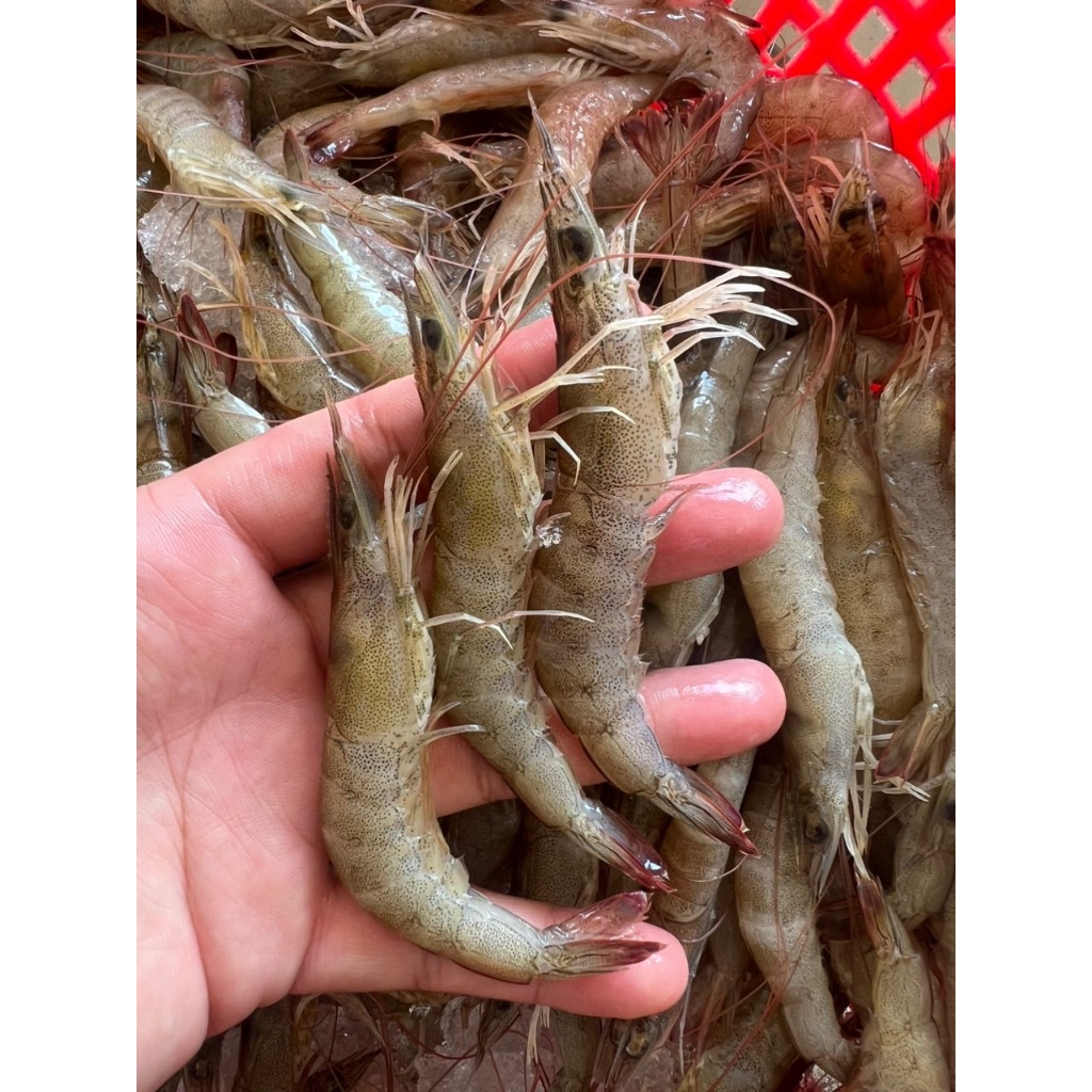 Tôm đất nhiên nhiên nhà Nhuy size lớn 100-120 con