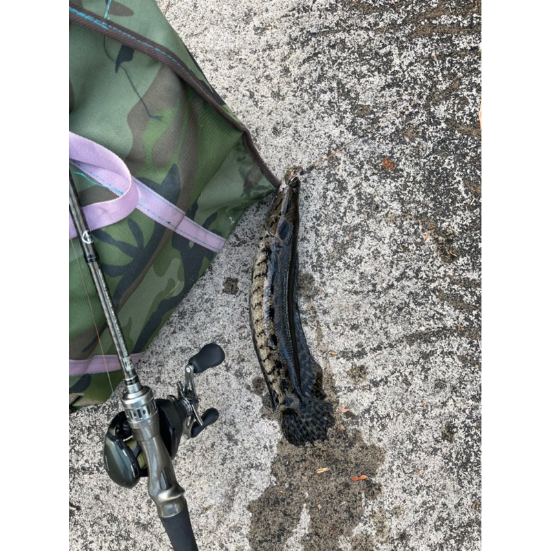 Lưỡi câu cá lóc nòng cỏ, thái lai càm bà già, dầy 2,4ly, dài 6 phân