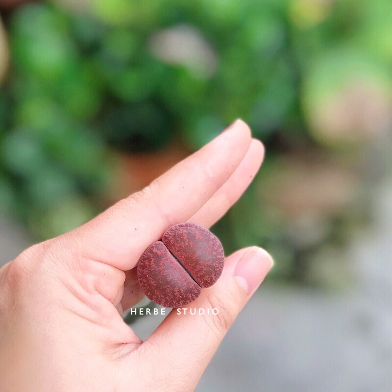Sen mông - Lithops size to trên 3cm