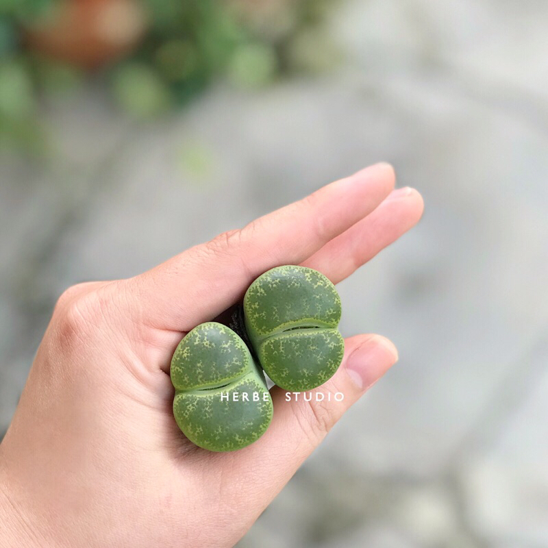 Sen mông - Lithops size to trên 3cm