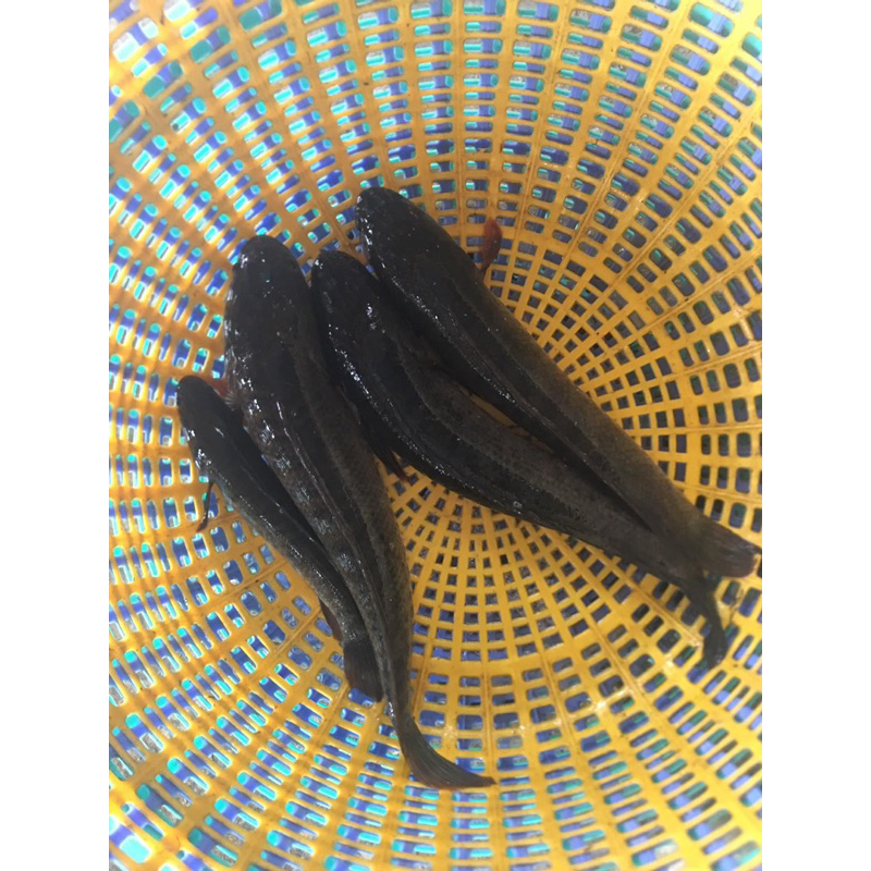 Lưỡi câu cá lóc bông, cá rừng 2,5ly, dài 6 phân, thép lò xo