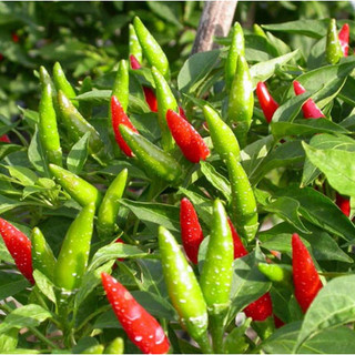 Hạt giống ớt siêu cay, ớt chỉ thiên chùm, tỉ lệ 99% rất dễ trồng