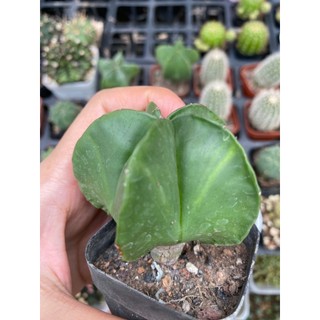 Xương Rồng Astro xanh - Astro Bạc hoa vàng , Size chậu 5cm, Ship cây ngẫu nhiên không hoa.