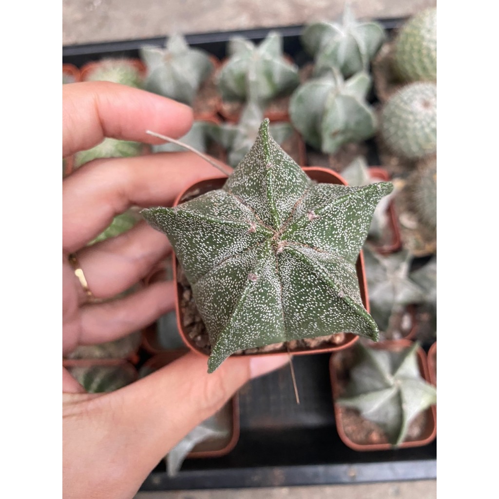 Xương Rồng Astro xanh  - Astro Bạc hoa vàng , Size chậu 5cm, Ship cây ngẫu nhiên không hoa.