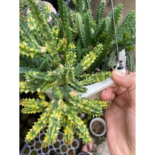 Xương Rồng Sao biển var , Ảnh thật tại vườn.