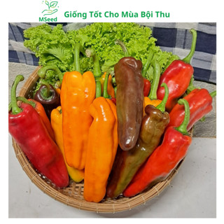 [50 Hạt] Hạt giống ớt ngọt khổng lồ sweet palermo (Tặng phân bón), ớt ngọt quả dài nhập khẩu siêu năng suất - MSeed