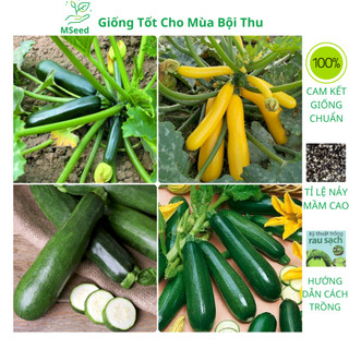 Hạt giống Bí ngồi, bí ngòi xanh vàng cao sản F1 dễ trồng năng suất cao - MSeed
