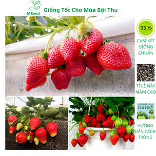 Hạt giống dâu tây chịu nhiệt quả To siêu trái, dâu tây đỏ khổng lồ ra quả quanh năm - MSeed