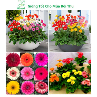 Hạt giống hoa Đồng Tiền kép mix màu, dễ trồng hoa quanh năm - MSeed
