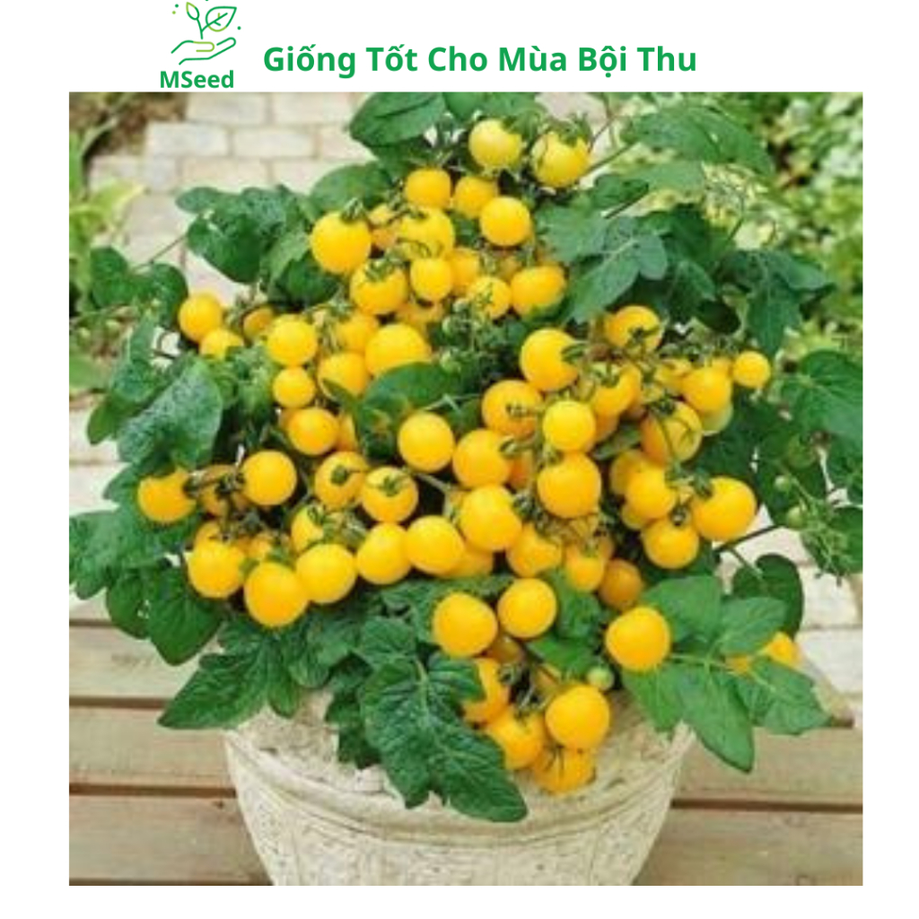 Hạt giống Cà chua bi lùn đỏ vàng đen, cà chua bi socola quả tròn F1 chịu nhiệt dễ trồng siêu quả - MSeed