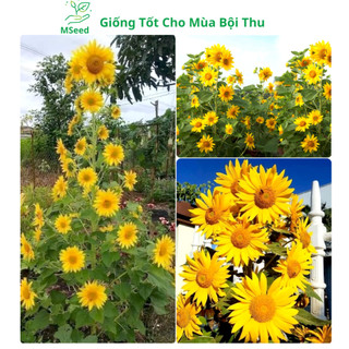 Hạt giống hoa hướng dương tháp vàng siêu bông, dễ trồng bông To hoa quanh năm - MSeed