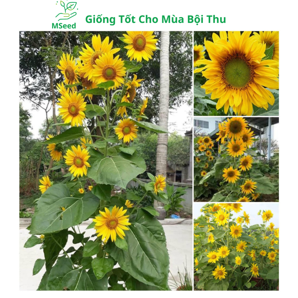 Hạt giống hoa hướng dương tháp vàng siêu bông, dễ trồng bông To hoa quanh năm  - MSeed