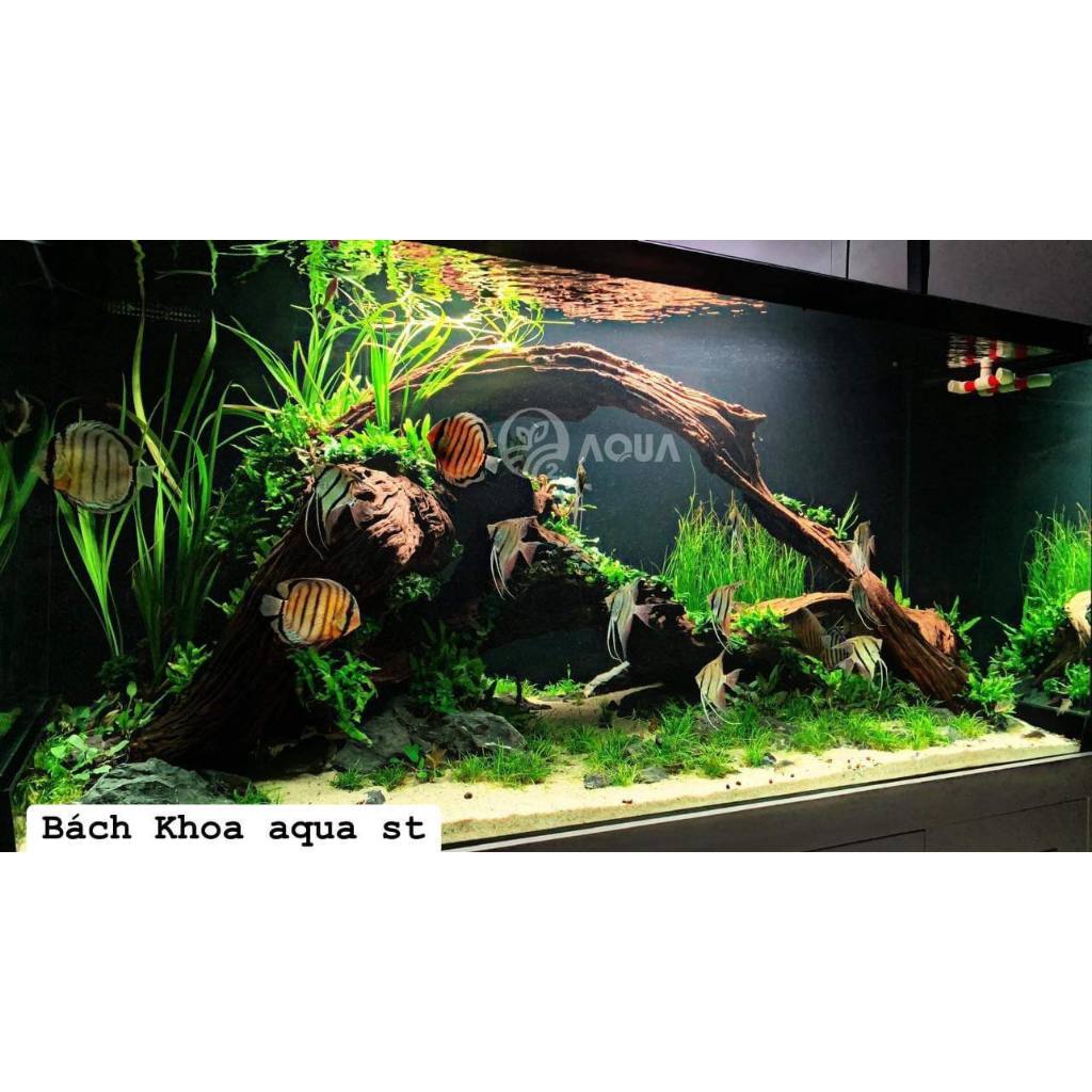 Cây thủy sinh - Thạch Sương Bồ